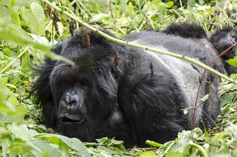 14 - Gorila - selva de Virunga - parque nacional de los volcanes - Ruanda